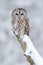 Tawny Owl, snow covered bird in snowfall during winter, nature habitat, Norway