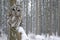 Tawny Owl snow covered in snowfall during winter, snowy forest in background, nature habitat