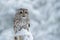 Tawny Owl snow covered in snowfall during winter, snowy forest in background, nature habitat. Wildlife scene from Slovakia. Cold w