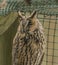 Tawny owl in spring nice day