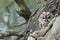 Tawny owl, Strix aluco