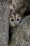 Tawny owl, Strix aluco