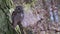 The tawny owl Strix aluco, also called the brown owl, perching on a twig in the autumn forest. Portrait of a rare owl