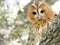 Tawny owl Strix aluco close-up portrait over a tree in the for