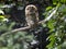 Tawny Owl, Strix aluco, sits hidden in a branch, it`s a common owl