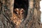 Tawny Owl, Strix aluco,sits in a hole in an old tree