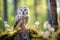 Tawny owl (Strix nebulosa) in the forest. Generative AI