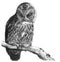 Tawny Owl Syrnium aluco / vintage illustration from Brockhaus Konversations Lexikon 1908
