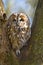 Tawny owl in tree