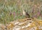 Tawny pipit