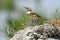 Tawny Pipit Anthus campestris