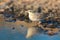 Tawny pipit, Anthus campestris, bathes in the water