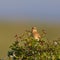 Tawny pipit (Anthus campestris) close-up