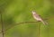 Tawny pipit (Anthus campestris) close-up