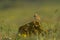 Tawny pipit (Anthus campestris) close-up