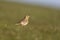Tawny Pipit in grassland
