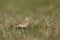 Tawny Pipit in grassland field