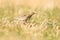 Tawny Pipit, meadow pipit sitting in the grass of a meadow. Small brown passerine bird with a stripe on its head in its