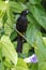 Tawny-shouldered blackbird, agelaius humeralis, endemic bird species from Cuba