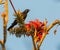 Tawny-shouldered Blackbird with red flowers