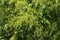 Taxodium distichum (bald cypress) is a deciduous conifer
