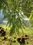 Taxodium Distichum (Bald Cypress) Tree with Rain Drops on Branches Growing next to Pond during Sunrise.