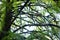 Taxodium distichum is a deciduous conifer in the family cupressaceae