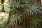 Taxodium distichum is a deciduous conifer in the family cupressaceae is close