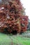 Taxodium distichum L. Rich. tree, colorful autumn in the parks of Zagreb, Croatia, Europe