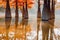 Taxodium distichum with orange needles and reflection on water. Autumnal swamp cypresses in lake