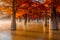 Taxodium with red needles. Autumnal swamp cypresses and lake with reflection