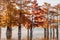 Taxodium with red needles. Autumnal swamp cypresses with morning light and lake with reflection