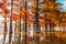 Taxodium with red needles. Autumnal swamp cypresses with morning light and lake with reflection