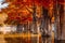 Taxodium tree with orange needles. Autumnal swamp cypresses and lake