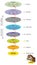 Taxonomic ranks-jaguar