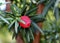 Taxus baccata closeup. Conifer green branch of yew tree with red berry English yew, European yew