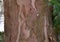 Taxus baccata - Common yew