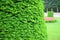 Taxus baccata, European yew hedge background. Yew Hedging. Pruning Yew Hedges