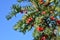 Taxus baccata ripe mature red cones on tree branch against clear blue sky