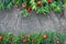 Taxus baccata with ripe red berries on wooden background