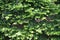Taxus cuspidata Japanese yew