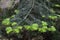 Taxus wih spring green leaves