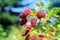 Tayberry fruits on the plant in garden