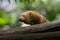 Tayra - Central and South America mustelid