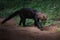 Tayra - Central and South America mustelid