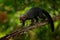 Tayra, Eira barbara, omnivorous animal from the weasel family. Tayra hidden in tropic forest, sitting on the green tree. Wildlife