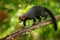 Tayra, Eira barbara, omnivorous animal from the weasel family. Tayra hidden in tropic forest, sitting on the green tree. Wildlife