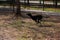 Tazy. Central Asian Greyhound runs for a walk in autumn.