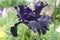 TB Iris `Fade to Black`in my garden