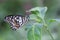 Tblack white and yellow tree nymph rice paper kite butterfly asian butterfly sitting on a green leaf